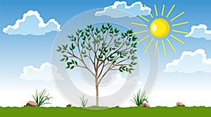 Photosynthesis process. Tree produce oxygen using rain and sun. Process of photosynthesis in plant. Colorful image for