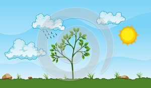 Photosynthesis process. Tree produce oxygen using rain and sun. Process of photosynthesis in plant. Colorful image for