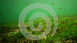 Photosynthesis in the sea, underwater landscape, fish  Atherina pontica. Green, red and brown algae on underwater rocks