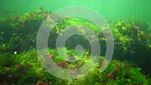 Photosynthesis in the sea, underwater landscape, fish  Atherina pontica. Green, red and brown algae on underwater rocks