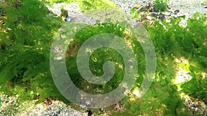 Photosynthesis in the sea, underwater landscape. Green algae on the seabed Enteromorpha, Ulva, Ceramium. Gulf of Odessa