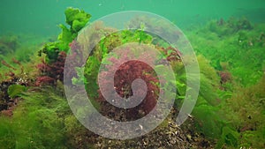 Photosynthesis in the sea, underwater landscape. Green, red and brown algae on underwater rocks