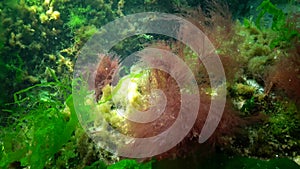 Photosynthesis in the sea, underwater landscape. Green, red and brown algae on underwater rocks