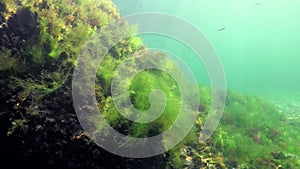 Photosynthesis in the sea, underwater landscape. Green, red and brown algae on underwater rocks Enteromorpha, Ulva, Ceramium,