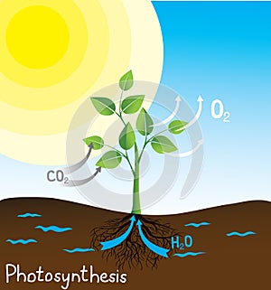 Photosynthesis vector image