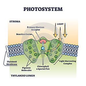 Photosystem process as chemical light absorption in plants outline diagram photo