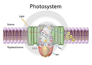 Photosystems are functional and structural units of protein complexes involved in photosynthesis