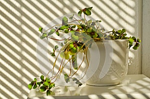 Phototropism. Houseplant growing towards sunlight