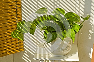 Phototropism. Houseplant growing towards sunlight