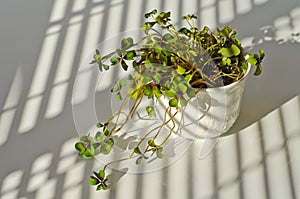 Phototropism. Houseplant growing towards sunlight