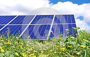 Photovoltaic panels and flowers