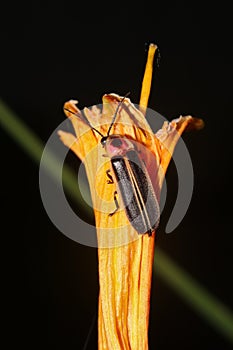 Photuris pennsylvanica insect perched on a stem of a vibrant flower