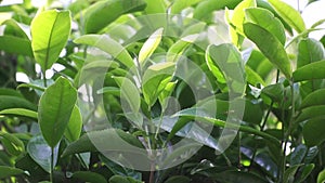 Phou san wild tea leaves with blurry background.