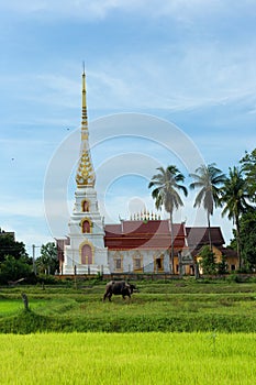 Phra That Sri ngern Wat Pho Chai. photo