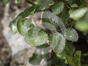 Phragmidium mucronatum or rust on rose