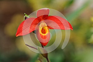 Phragmipedium besseae