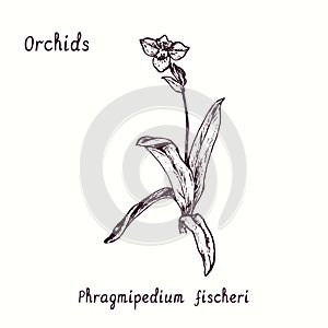 Phragmipedium fischeri orchid flower collection. Ink black and white doodle drawing in woodcut style