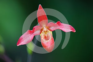 Phragmipedium hybrid