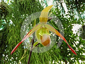 Phragmipedium hybrid with a blurry background