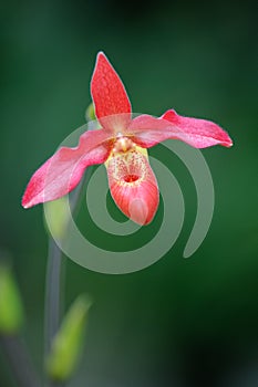Phragmipedium hybrid