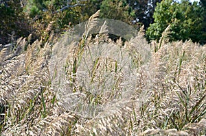 Phragmites