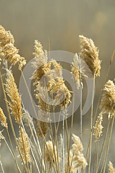 Phragmites photo