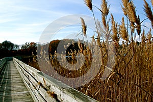 Phragmites along a boardwalk trail photo