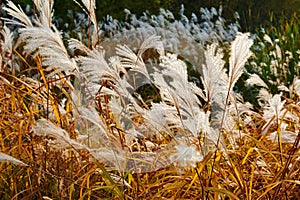 Phragmites australis