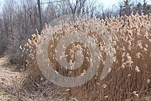 Phragmites australis