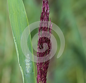 Phragmites australis, also called common reed or reed