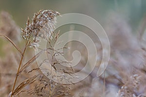 Phragmites australis a common reed grass in Tasmania found around lakes, rivers and streams