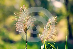 Phragmites Australis Flower photo