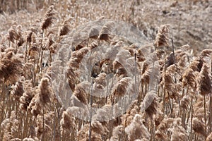 Phragmites australis Invasive Plant