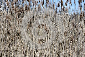 Phragmites australis Invasive Plant