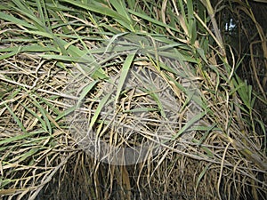 Phragmites australis plants