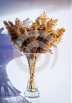 Phragmites australis pretty dried up common reed in autumn pampas soft plant grass intdoor in light pastel colors boho style