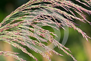 Phragmites australis reed seed head photo