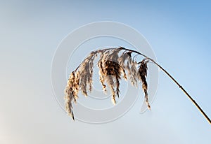 Phragmites australis seed head with dew droplets