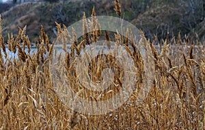 Phragmites australis - thickets of dry yellow reeds in Sukhoi estuary