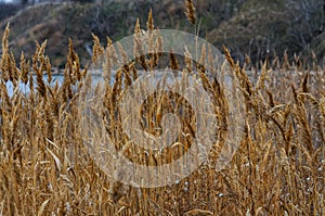 Phragmites australis - thickets of dry yellow reeds in Sukhoi estuary