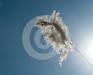 Phragmites in bright sun