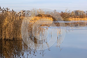 Phragmites clumps of reeds growing on the edge of the pond and reflected on the surface of the pond in the background a small