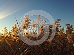 Phragmites Grass in the Field the Fall.