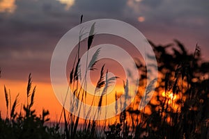 Phragmites Grass Silhouetted Against the Sunset photo