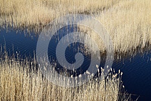 Phragmites perennial grasses in wetlands.