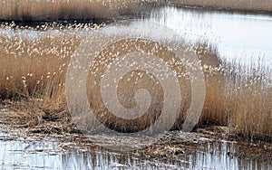 Phragmites perennial grasses in wetlands. photo