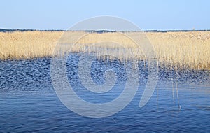 Phragmites perennial grasses in wetlands.