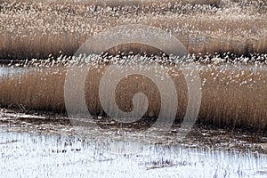 Phragmites perennial grasses in wetlands.