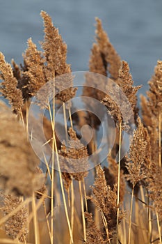 Phragmites plumes photo