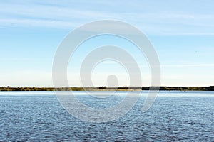 Phragmites reed in the coast of Rio de la Plata River photo